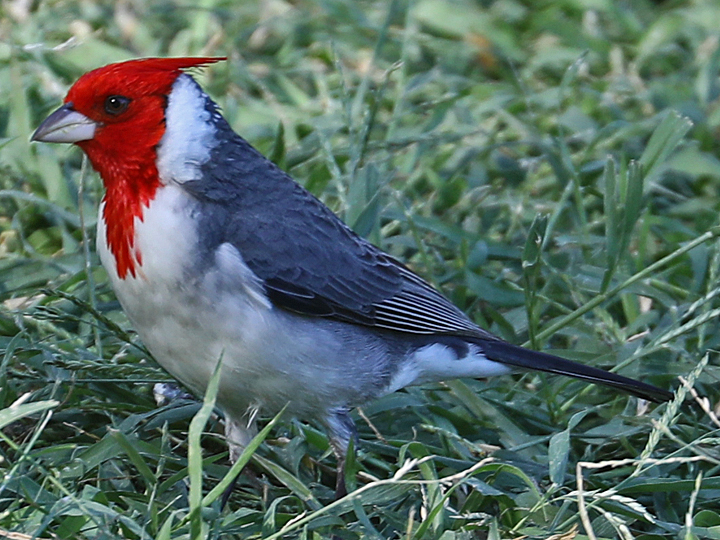 Red-crested Cardinal RCCA