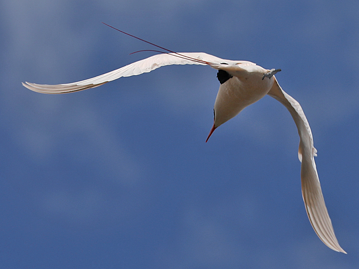 Red-tailed Tropicbird RTTR