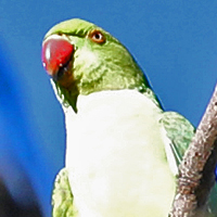 Rose-ringed Parakeet RRPA