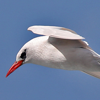 Red-tailed Tropicbird RTTR
