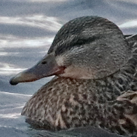 Tufted Duck TUDU female