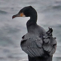 Great Cormorant GRCO