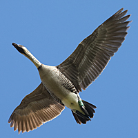 Hawaiian Goose HAGO