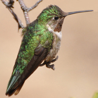 Broad-tailed Hummingbird BTHU