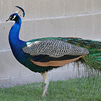 Indian Peafowl INPE male