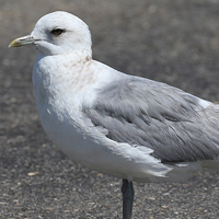 Short-billed Gull SBGU