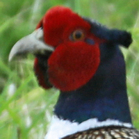 Ring-necked Pheasant RNEP