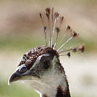 Indian Peafowl INPE female