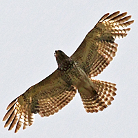 Red-shouldered Hawk RSHA