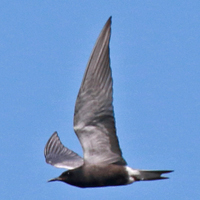 Black Tern BLTE