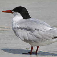 Common Tern COTE
