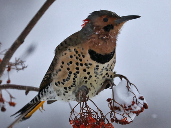 Northern Flicker NOFL yellow shafted