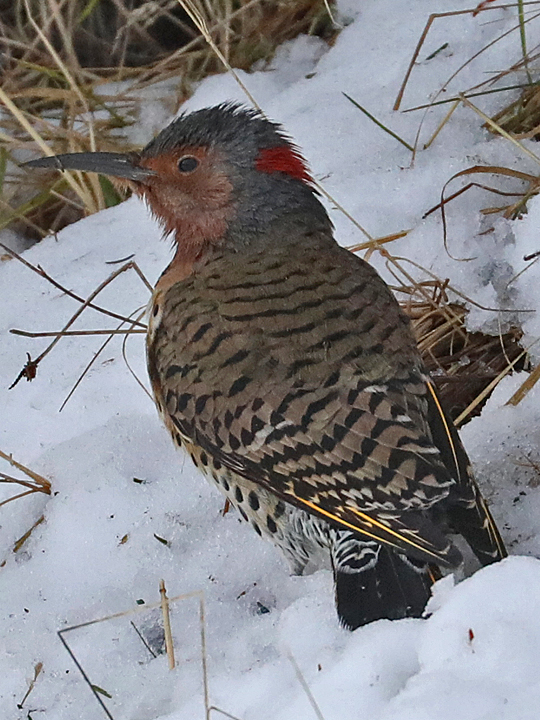 Northern Flicker NOFL yellow shafted