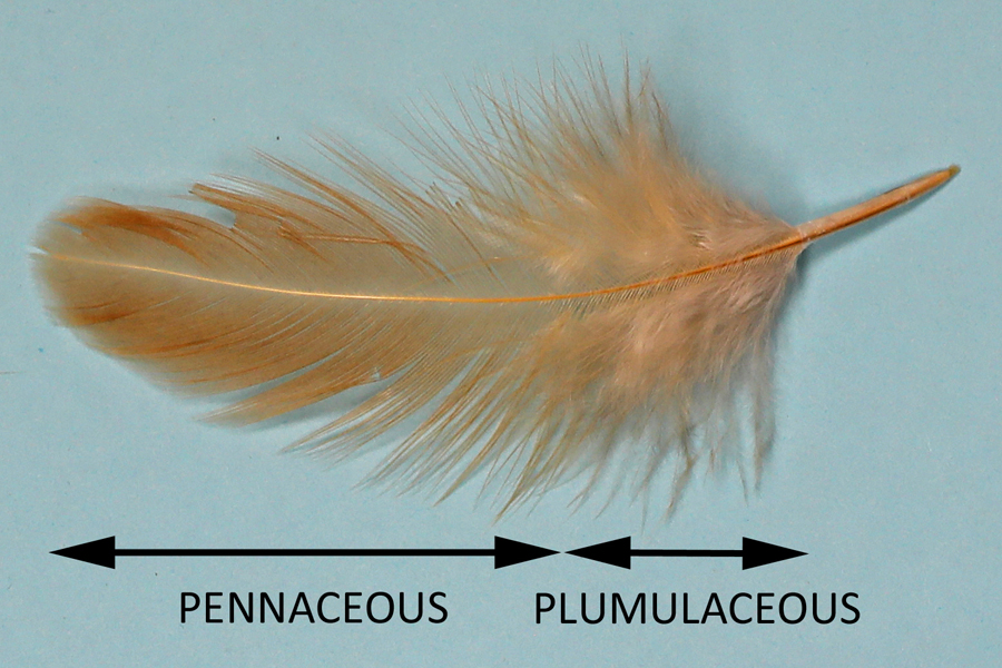 Picture 2, chicken contour feather