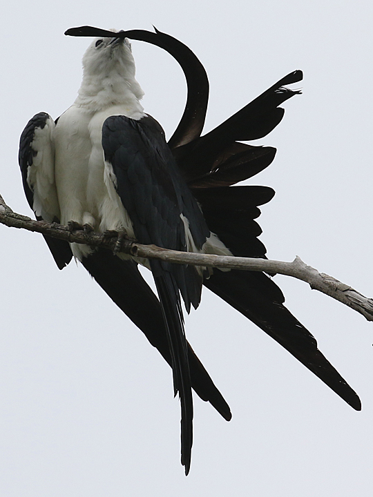 swallow-tailed kite preening
