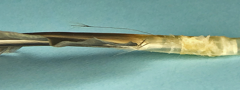 filoplume on flight feather
