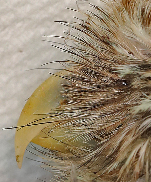 Burrowing Owl bristle feathers