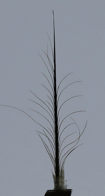 Ostrich bristle feather