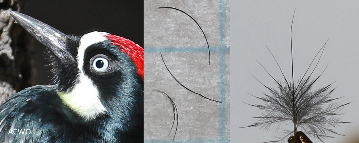 Acorn Woodpecker bristle