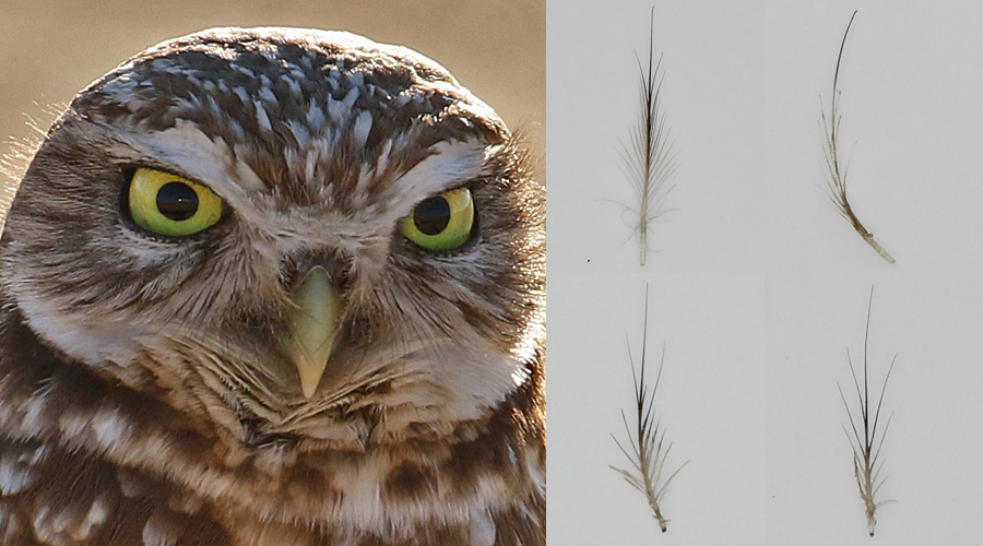 Burrowing Owl bristle feathers
