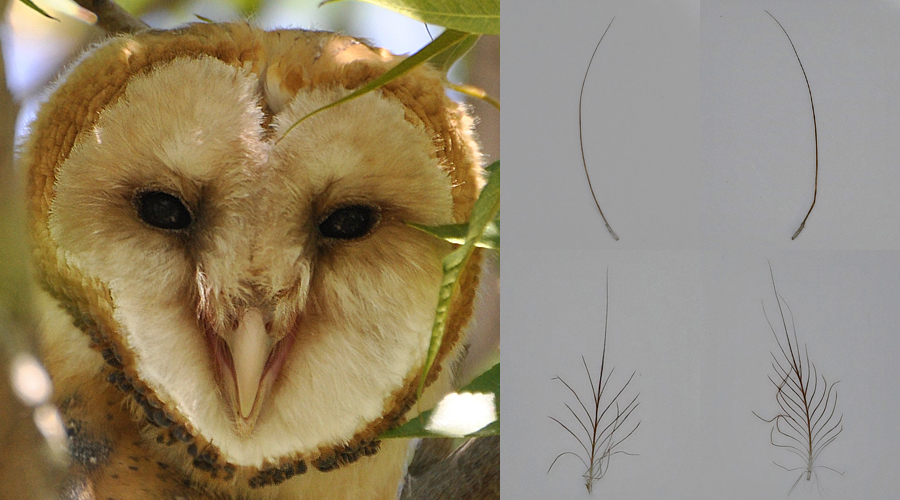 Barn Owl bristle feathers