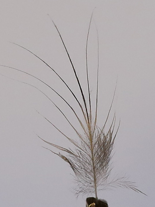 Curve-billed Thrasher bristle feather