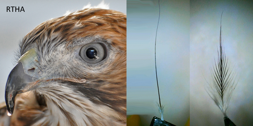 Red-tailed Hawk bristle