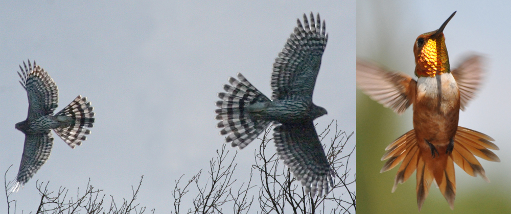 Figure 2 (left) Immature Cooper’s Hawks (the smaller male is left of the female on the right). (right) Rufous Hummingbird