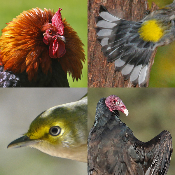 Figure 5 Various names for contour feathers, depending on their location. (clockwise from top left) Red Junglefowl hackle feathers are on their necks, tail coverts on a Yellow-rumped Warbler, Turkey Vulture axillaries in the axilla (“armpit”), and lores in front of the eyes on a White-eyed Vireo are just a few of the many contour feathers.