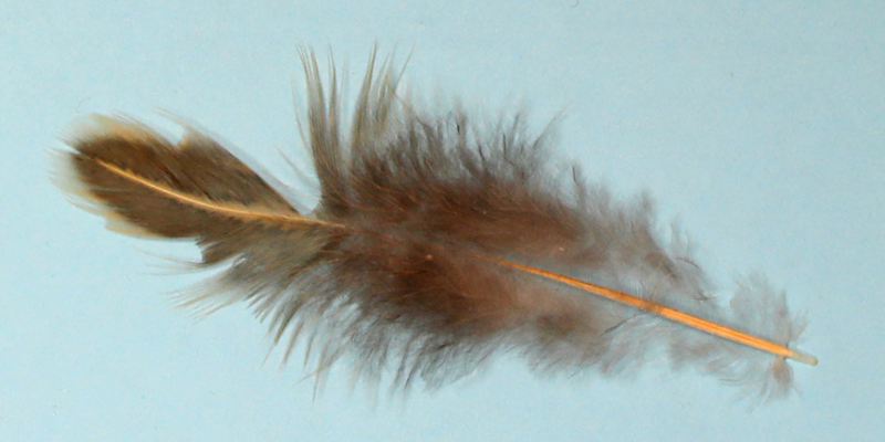 Figure 6 Semiplume feather