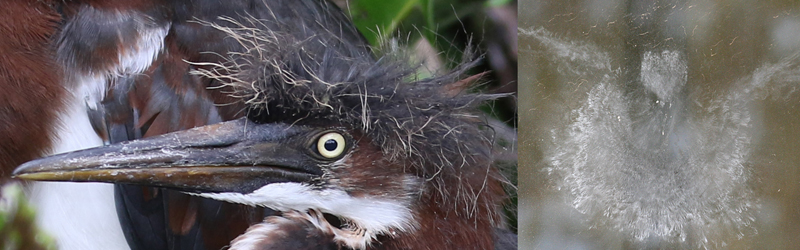 Figure 8 Natal down on Tri-colored Heron (left) and powder down dust from a dove window strike (right)