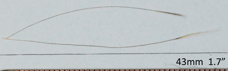 Figure 9 Ring-necked Pheasant (top) chicken (center) filoplumes, human hair (bottom)