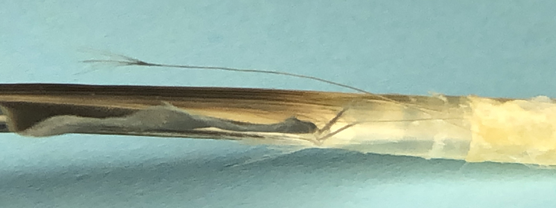 Figure 10 Filoplume on flight feather