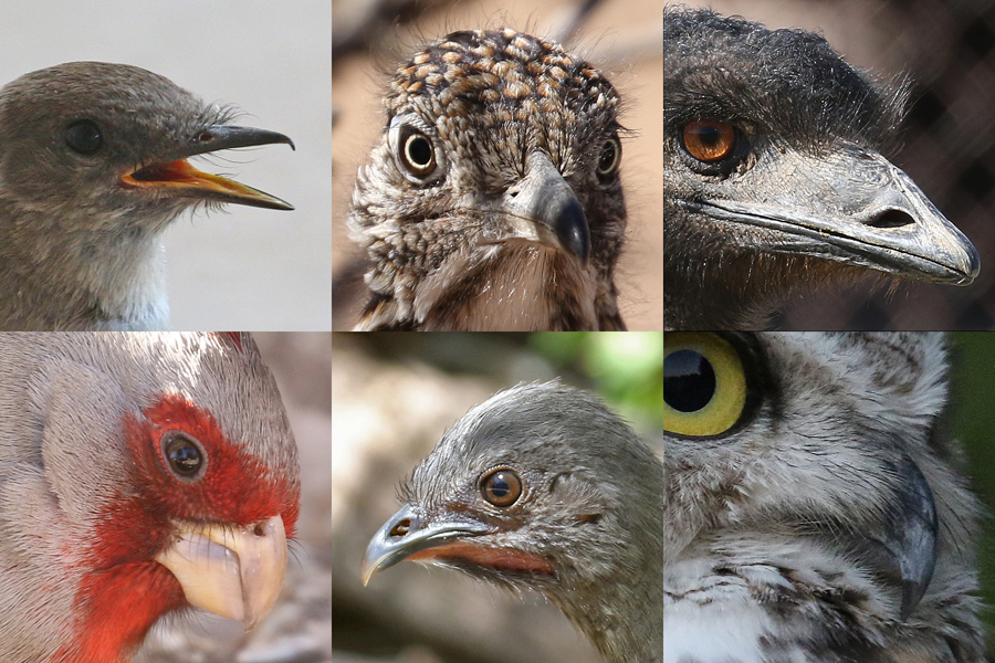 Figure 12 Species with bristle feathers (clockwise from top left) Say’s Phoebe, Greater Roadrunner, Emu, Great Horned Owl, Plain Chachalaca, and Pyrrhuloxia.
