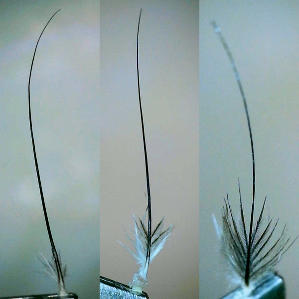 Figure 13 Harris’s Hawk bristle feathers