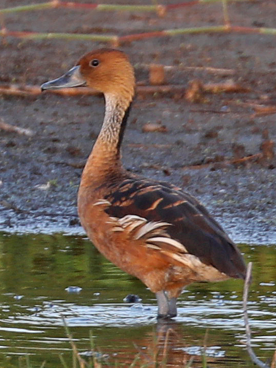 Fulvous Whistling-Duck FUWD