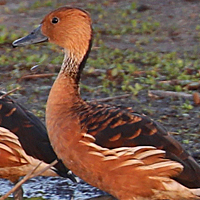 Fulvous Whistling-Duck FUWD