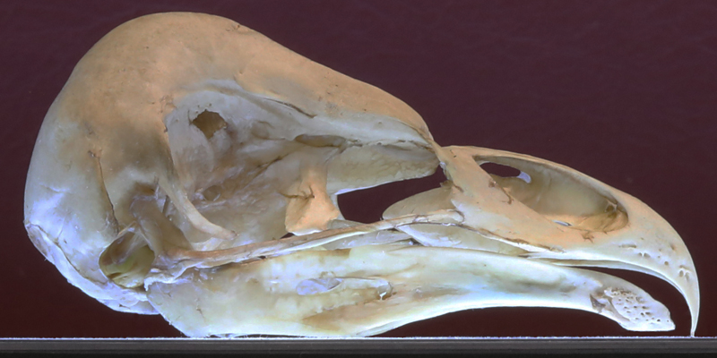 Barn Owl BANO skull