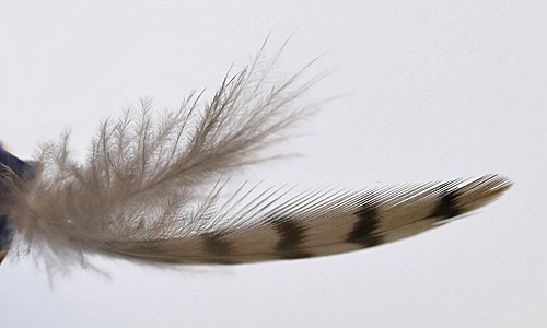 Peregrine Falcon breast contour feather with afterfeather