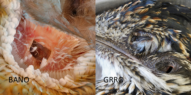 Barn Owl and Greater Roadrunner meatus