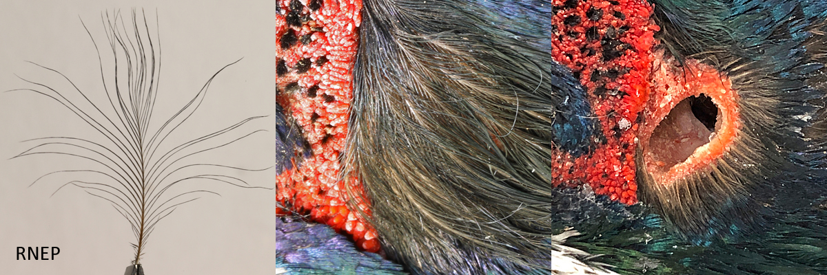 Ring-necked Pheasant sonus auricular and meatus