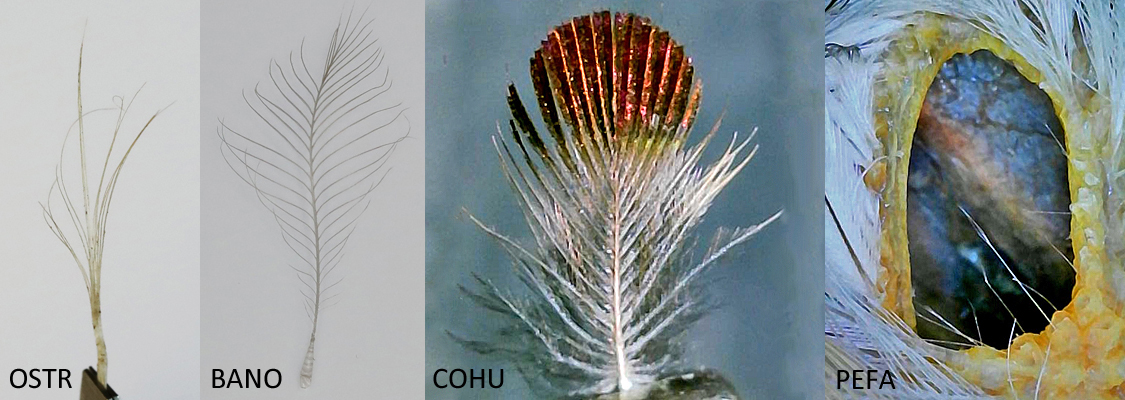 auricular feather types