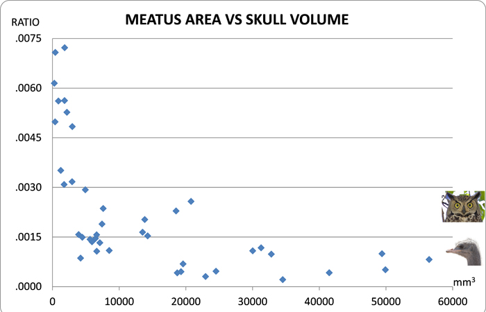 Meatus Area vs Skull Size 