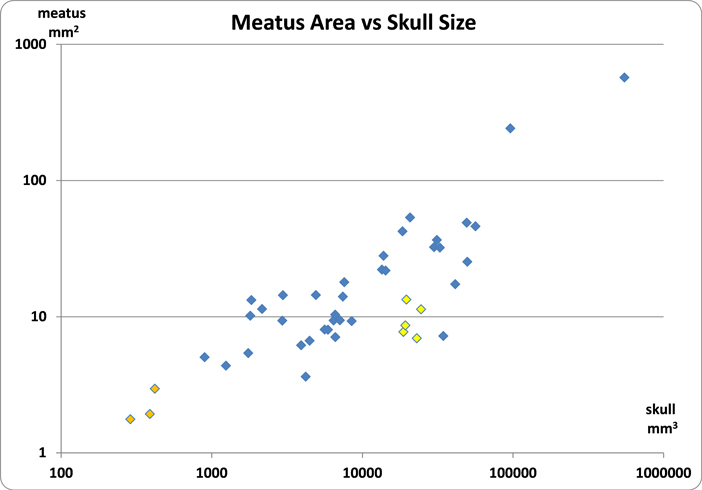 Meatus Area vs Skull Size