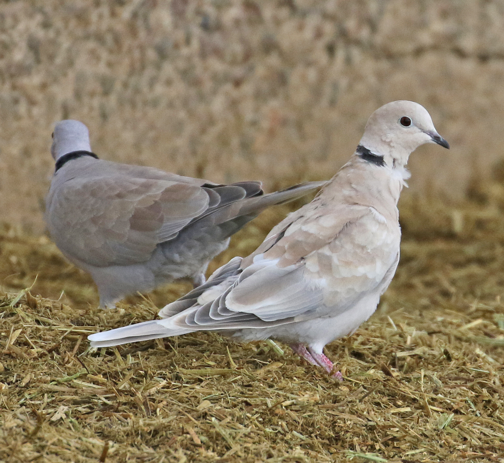 Eurasian Collared-Dove, Gilbert Dairy, AZ. Ino.
