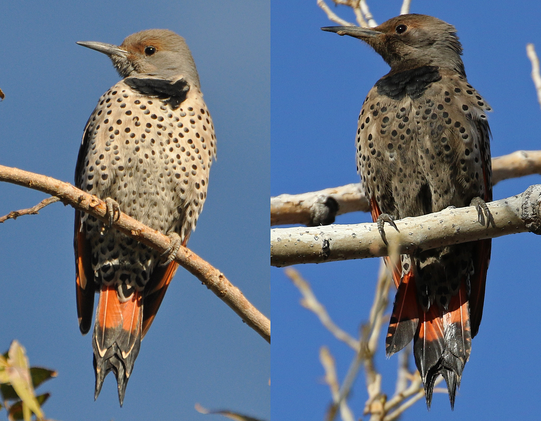 Northern Flicker (R), Las Vegas NWR, NM. Stainedfeathers.