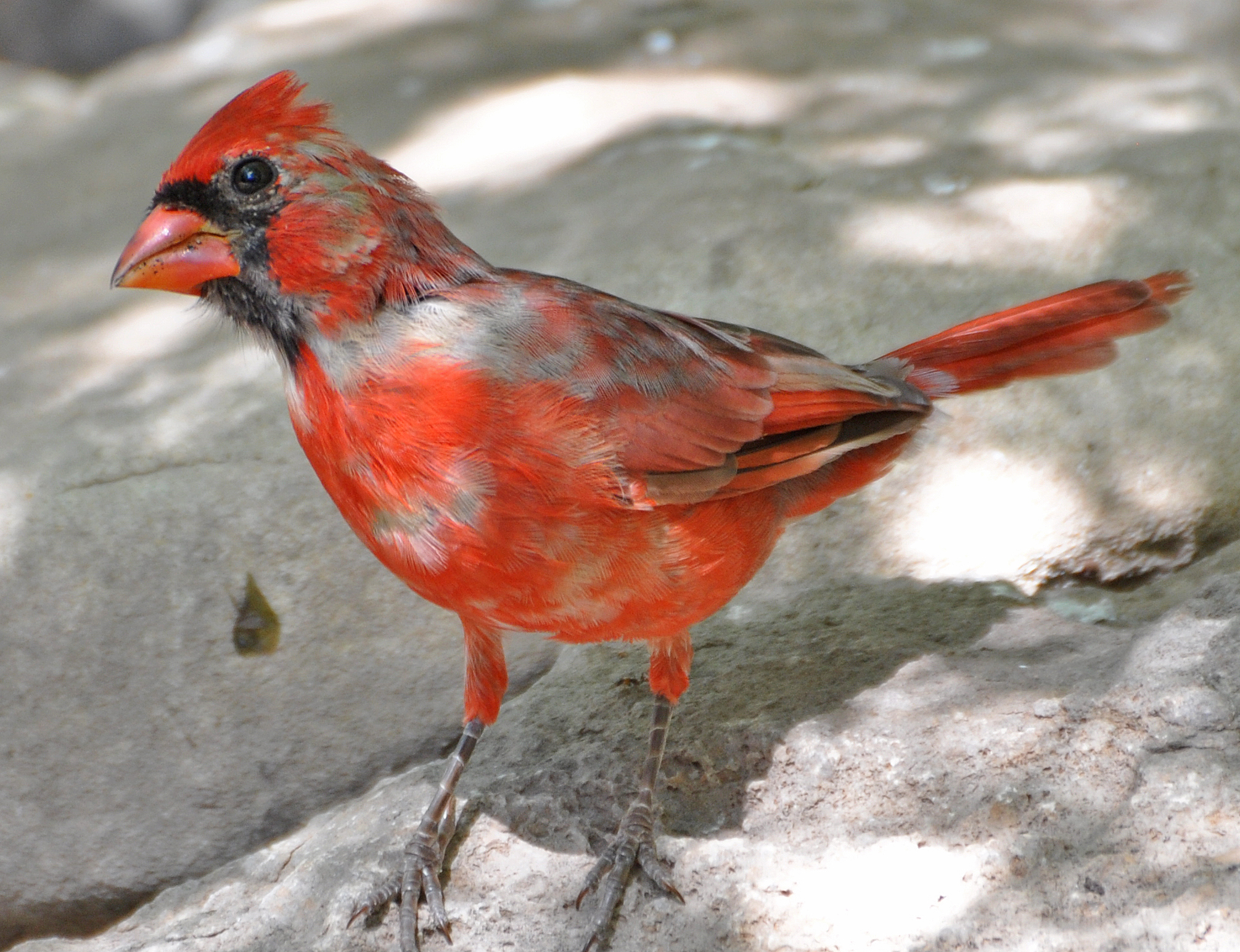 Northern Cardinal, Laguna Atascosa NWR, TX.Juvenile feathers bleached by sunlight.