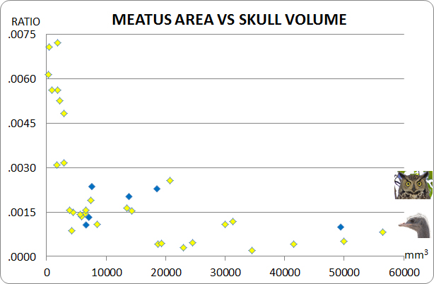 Figure 3. Meatus Area vs Skull Size