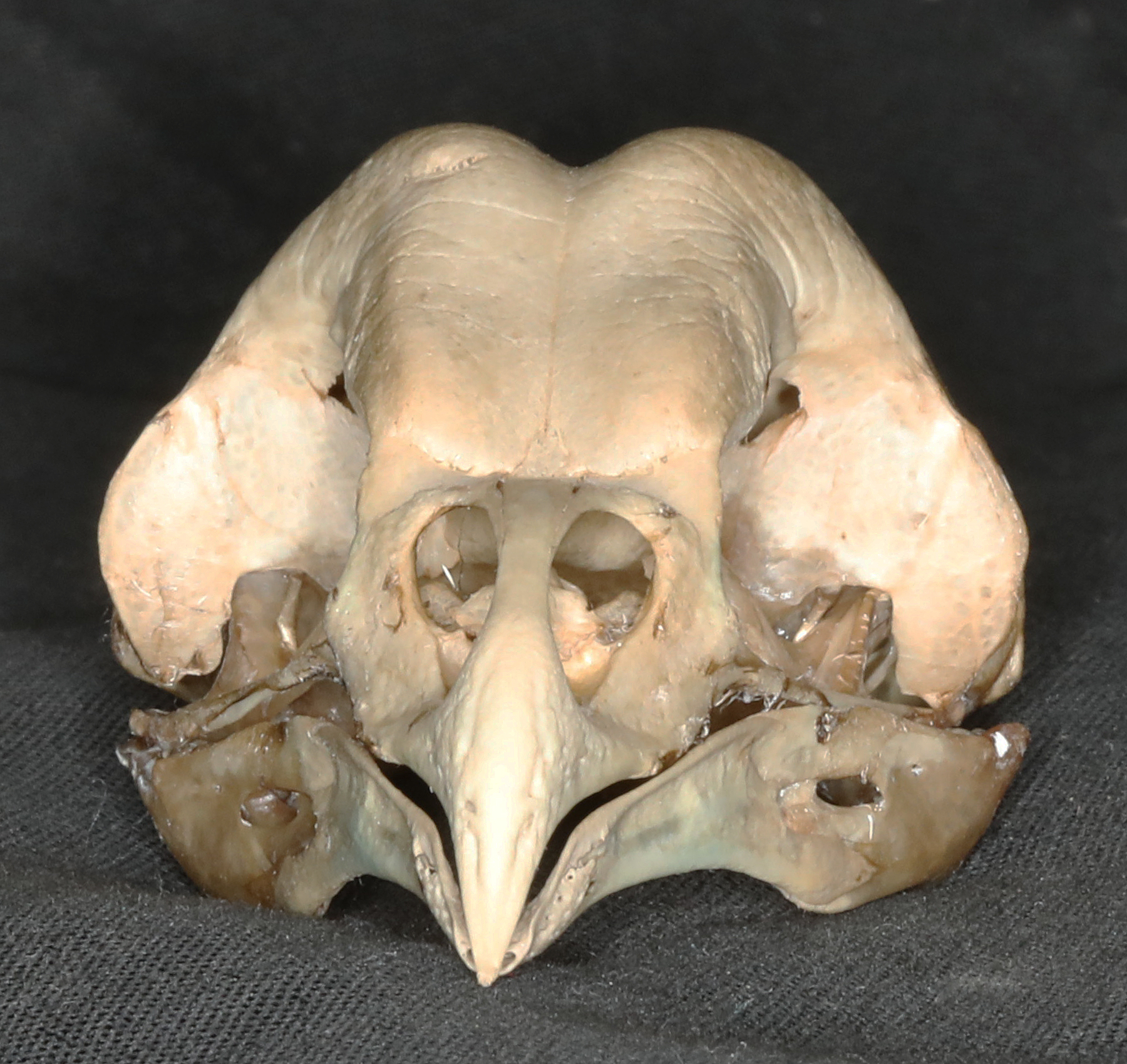 Figure 6. Barn Owl skull