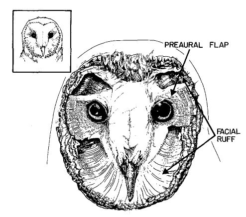 Figure 7. Facial disk feathers removed6